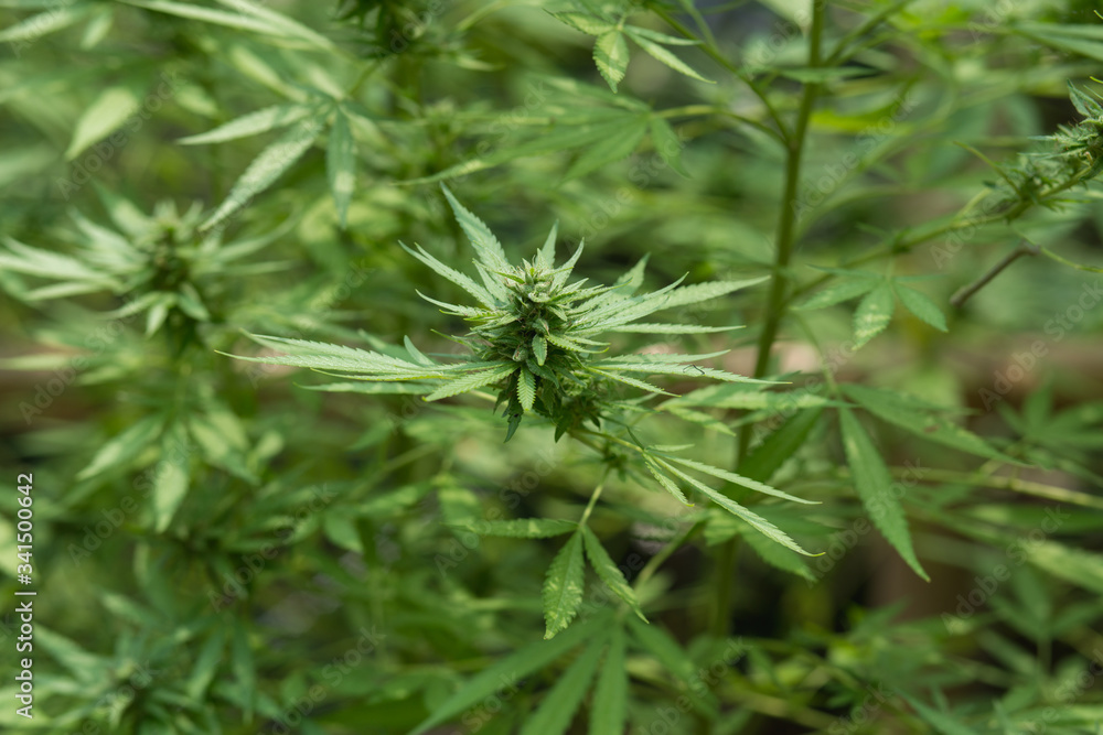selective focus marijuana leaf, cannabis plant selective focus marijuana leaf, cannabis plant