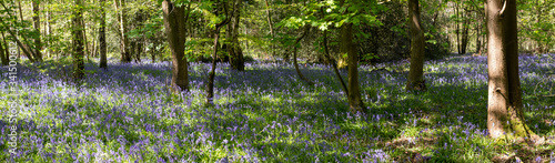Carpet of bluebells growing in the wild on the forest floor in Whippendell Woods, Watford, Hertfordshire UK.  photo