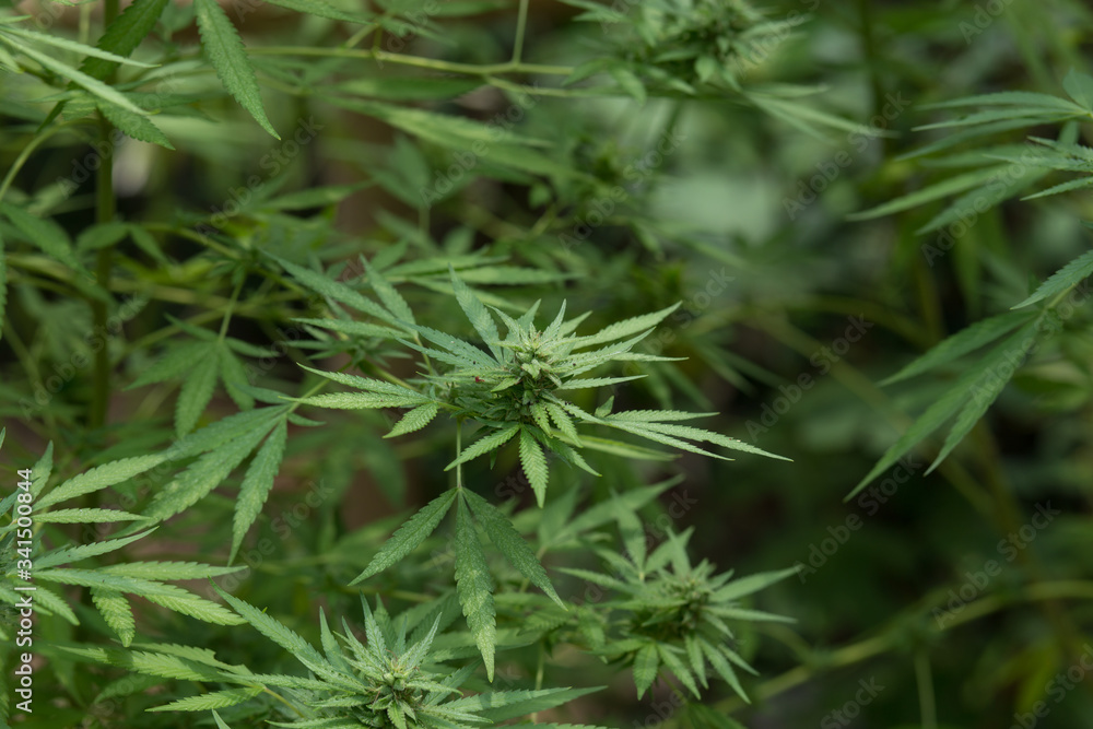 selective focus marijuana leaf, cannabis plant selective focus marijuana leaf, cannabis plant