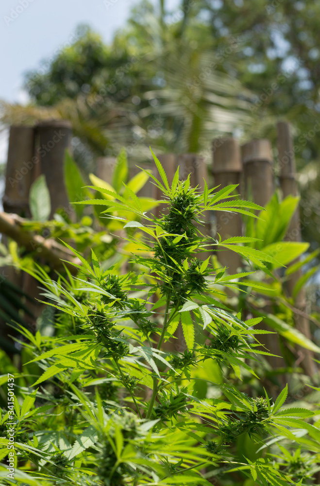 Obraz premium selective focus marijuana leaf, cannabis plant
