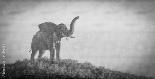 Photography elephant and sunset