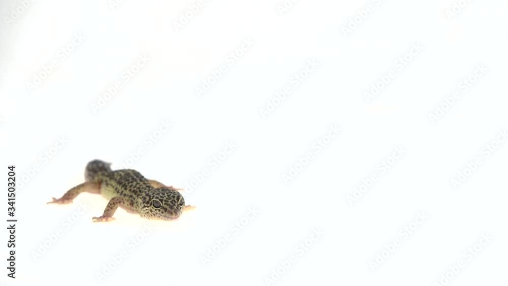 Leopard gecko standard form, Eublepharis macularius in white background Leopard gecko standard form, Eublepharis macularius in white background