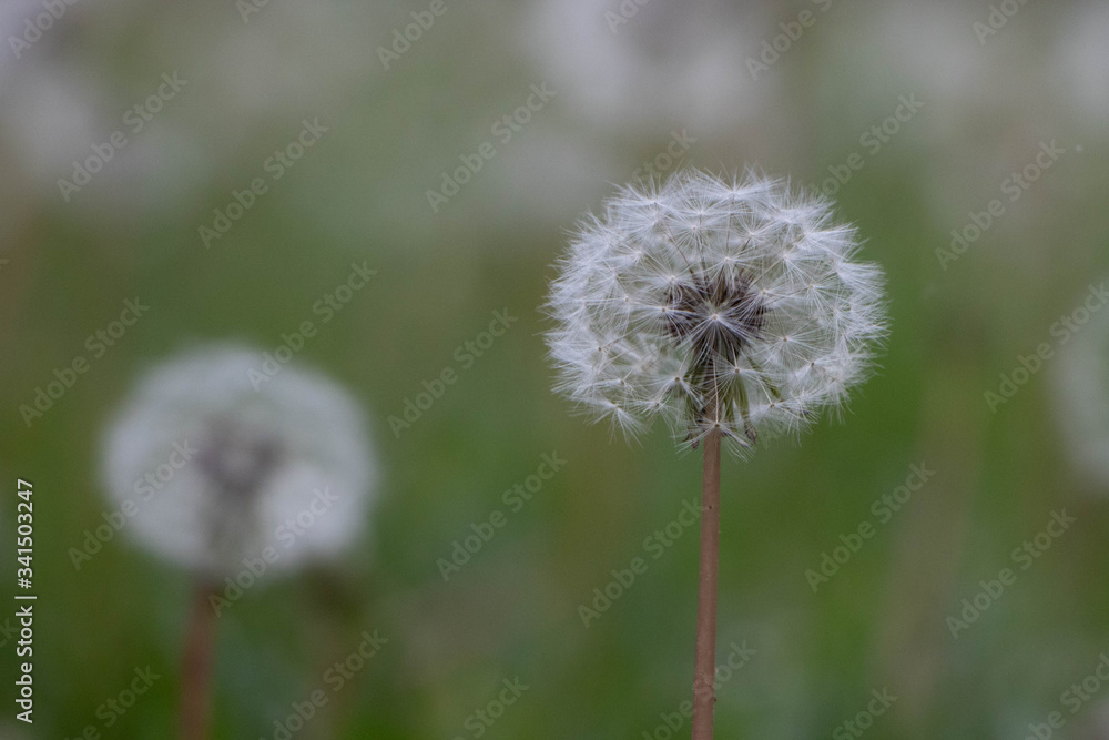 Nature woke up. Spring has arrived. Spring dandelion is ready to blow.