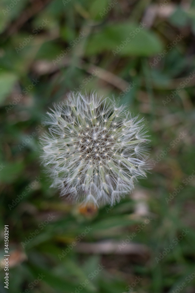 Nature woke up. Spring has arrived. Spring dandelion is ready to blow. Nature woke up. Spring has arrived. Spring dandelion is ready to blow.