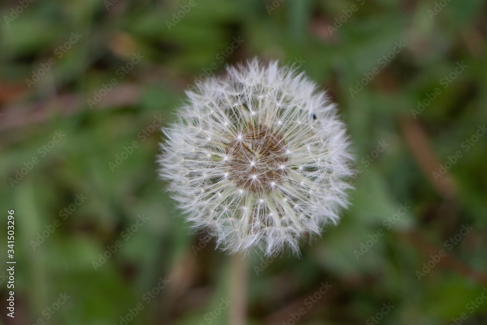 Nature woke up. Spring has arrived. Spring dandelion is ready to blow. Nature woke up. Spring has arrived. Spring dandelion is ready to blow.
