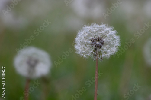 Nature woke up. Spring has arrived. Spring dandelion is ready to blow.