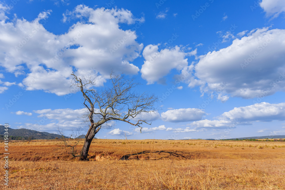 Paisaje de árbol en primer plano, pasto seco y cielo nublado