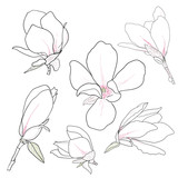 Set of hand drawn magnolia flowers. Floral sketching, line art. Isolated vector illustration