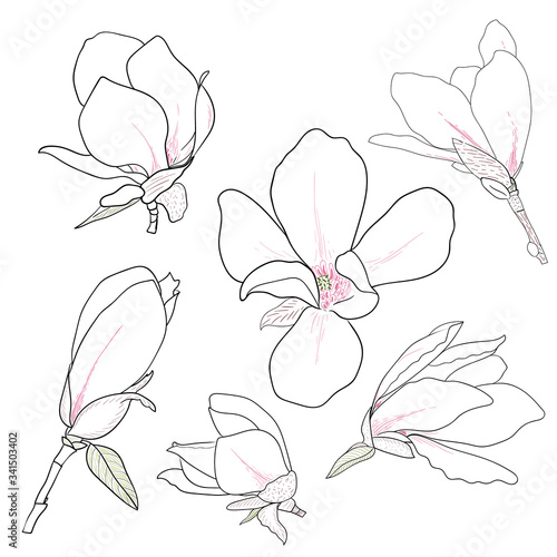 Set of hand drawn magnolia flowers. Floral sketching, line art. Isolated vector illustration