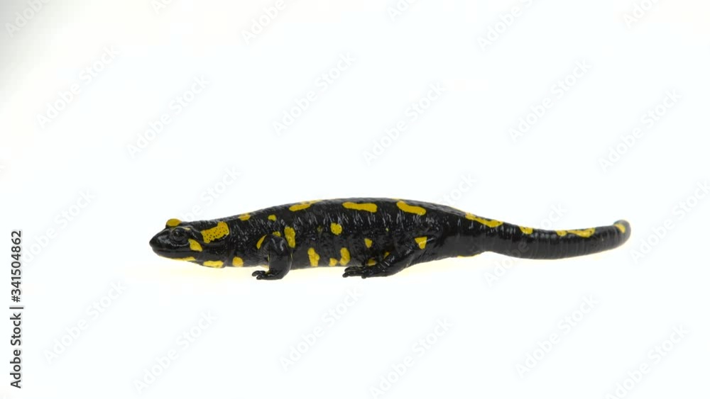 Fire Salamander. Salamandra maculosa in white background. Fire Salamander. Salamandra maculosa in white background.