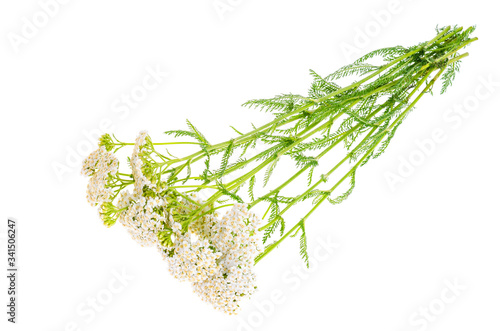 Yarrow flower bunch isolated on white background.