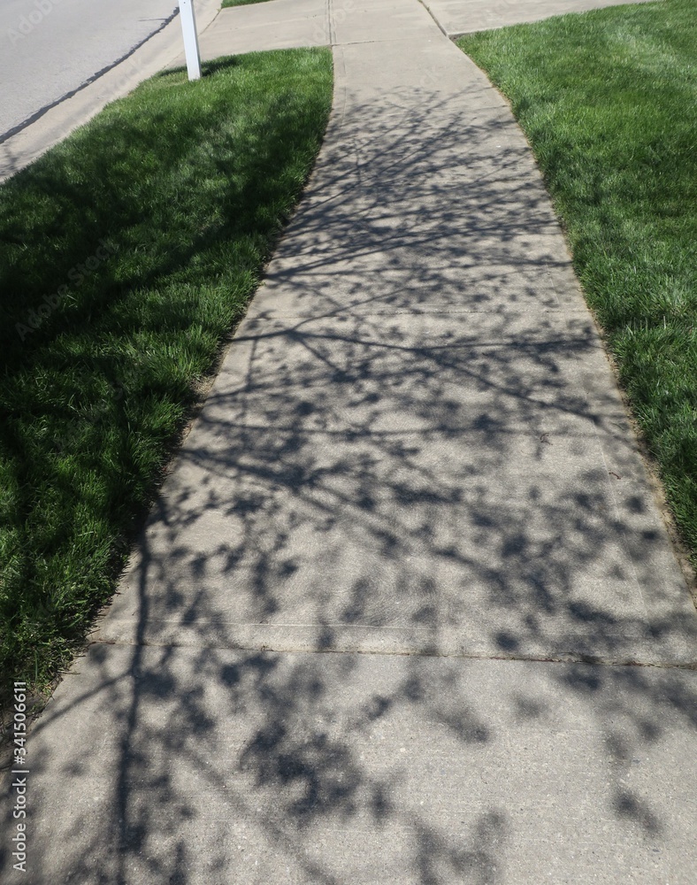Tree Branch Shadows On Sidewalk