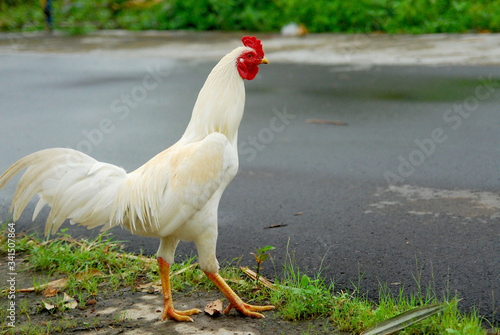 white chicken standing on the side of the road