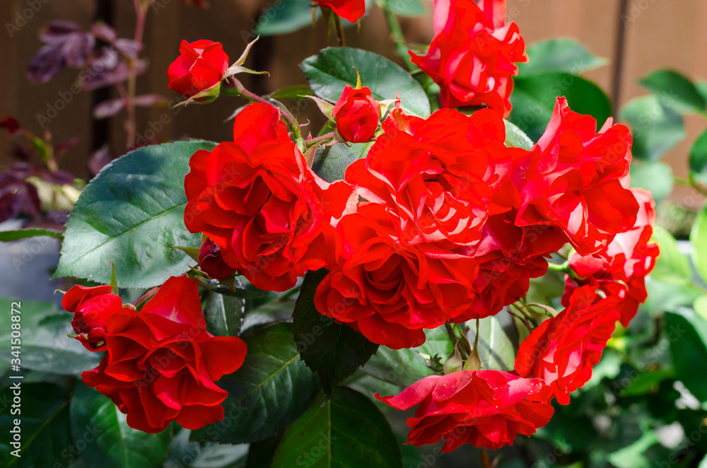 Blooming Beautiful garden roses in front garden. Blooming Beautiful garden roses in front garden.