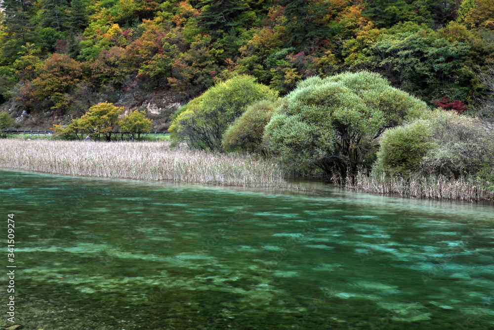 Obraz premium 緑の水2