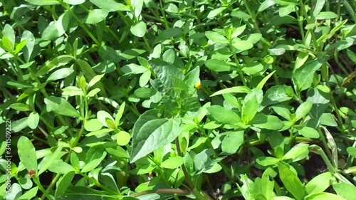 Wallpaper Mural Acmella oleracea (toothache plant, paracress, Sichuan buttons, buzz buttons, ting flowers, electric daisy) with natural background. Flowering is a bouquet, Yellow clusters, oval and pointed like head. Torontodigital.ca