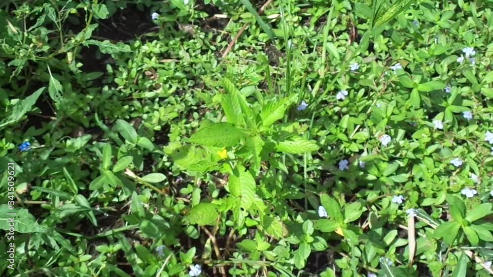 Acmella oleracea (toothache plant, paracress, Sichuan buttons, buzz buttons, ting flowers, electric daisy) with natural background. Flowering is a bouquet, Yellow clusters, oval and pointed like head. Acmella oleracea (toothache plant, paracress, Sichuan buttons, buzz buttons, ting flowers, electric daisy) with natural background. Flowering is a bouquet, Yellow clusters, oval and pointed like head.