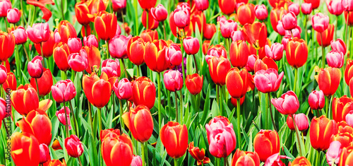 Colourful tulips in bloom