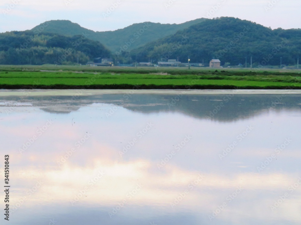Fototapeta premium 日本の田舎の風景 7月 田んぼに映る空 夕景