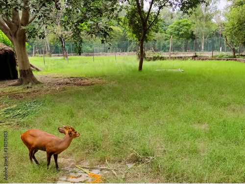 The four-horned antelope, or chousingha, is a small antelope found india and nepal taking his meal in a zoo,a deer in a zoo eating food,brown deer photo