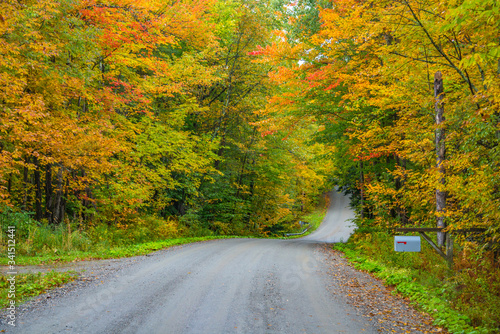 Fall Foliage Canopy on Rural Back Road