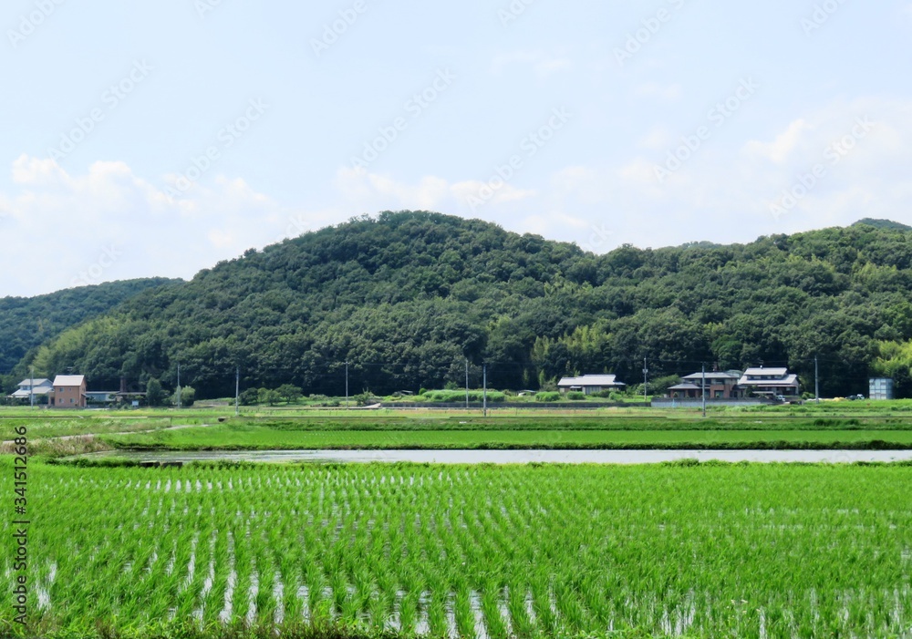 日本の田舎の風景　7月　水田の稲と山