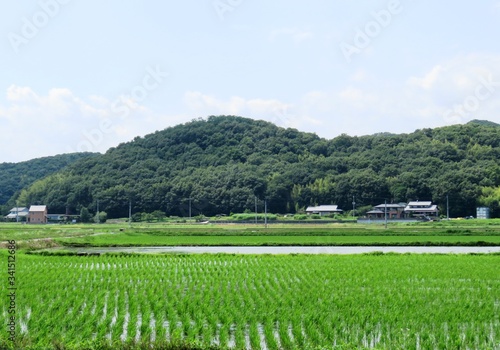 日本の田舎の風景 7月 水田の稲と山