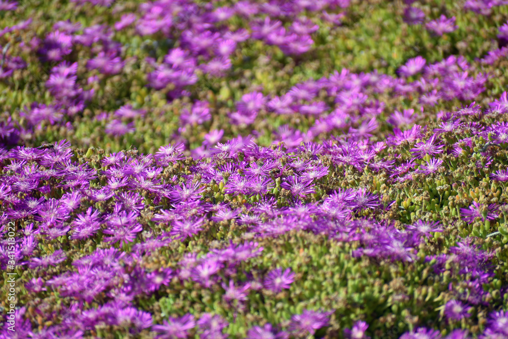 Purple Ice Plant