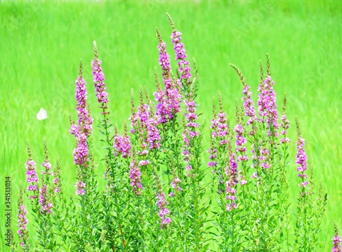 日本の田舎の風景 7月 野の花 ミソハギ