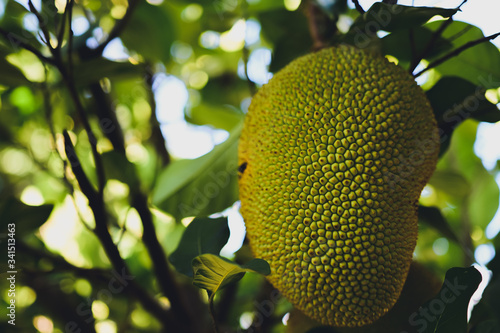 Jackfruit on Broken Leaves  Background.