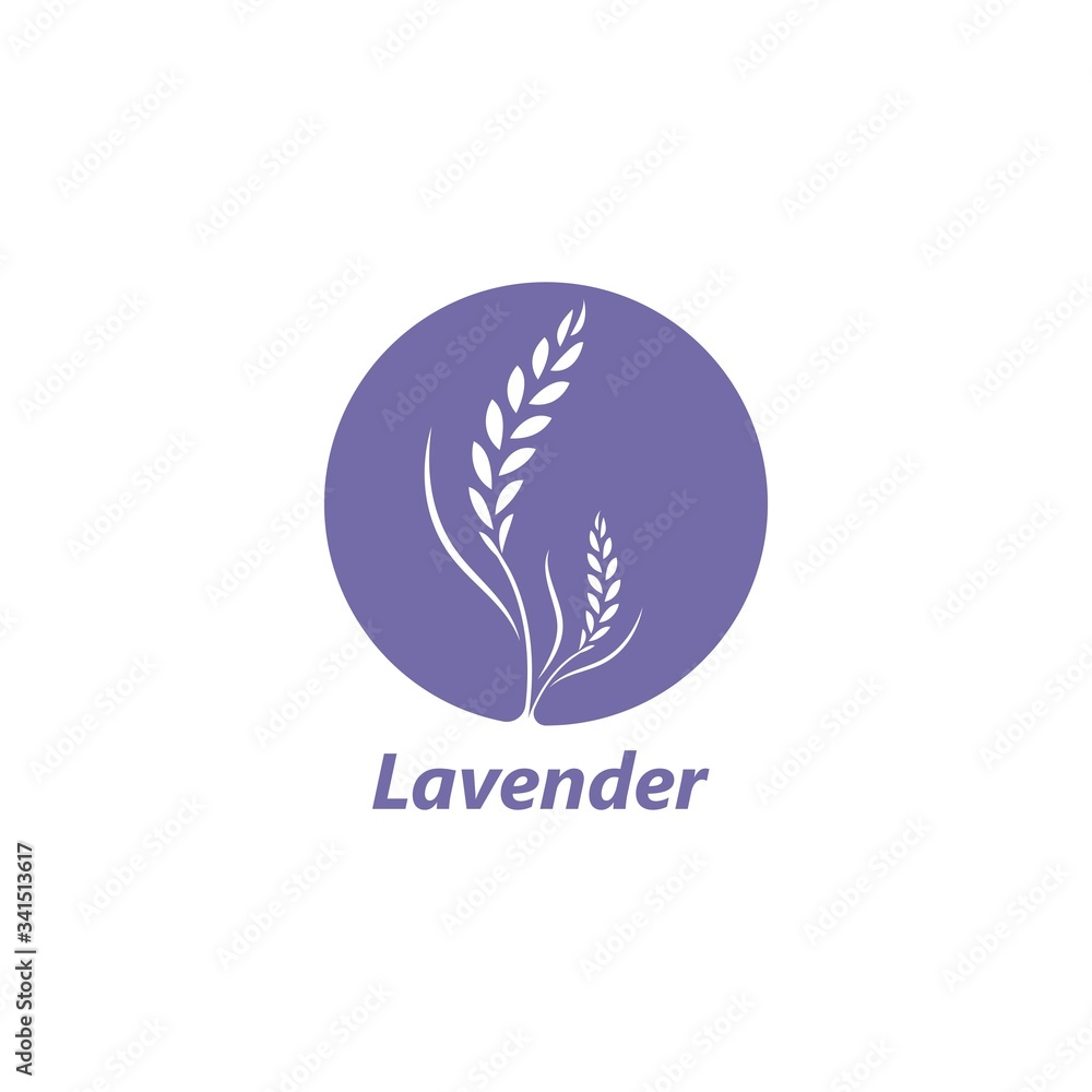 lavender flower vector illustration design