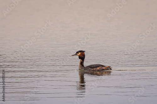 Great crested grebe swims in the calm waters of a lake