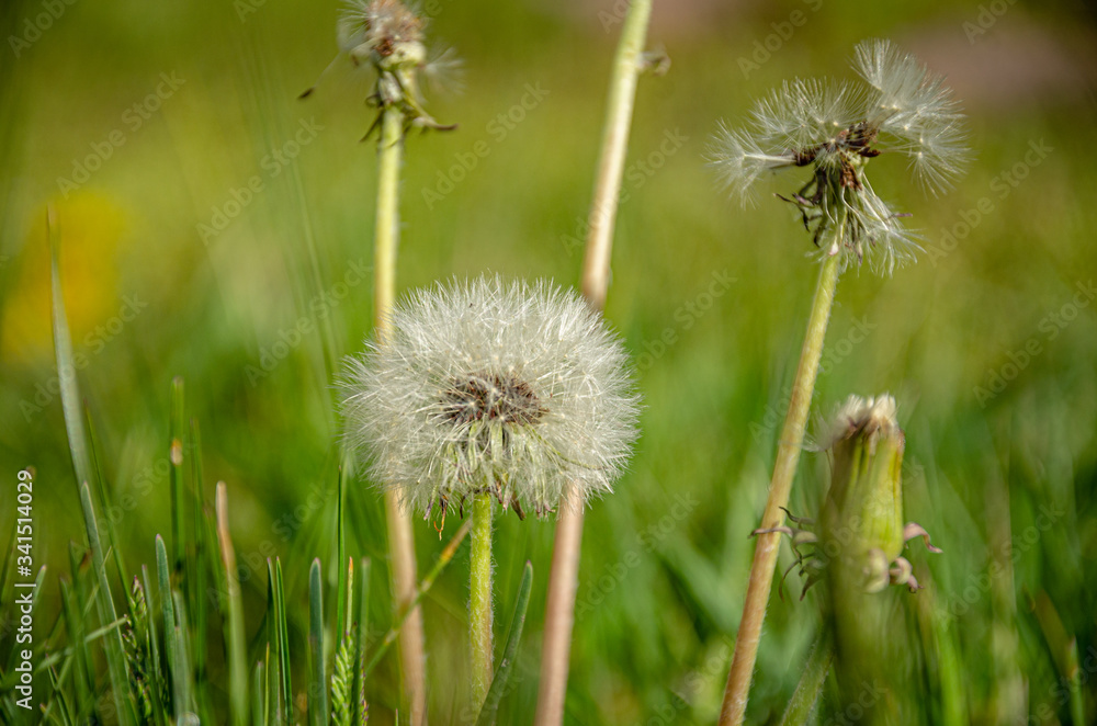 Aerial dandelions in a green meadow in spring.