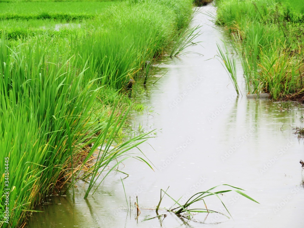 日本の田舎の風景　7月　雨降りの川