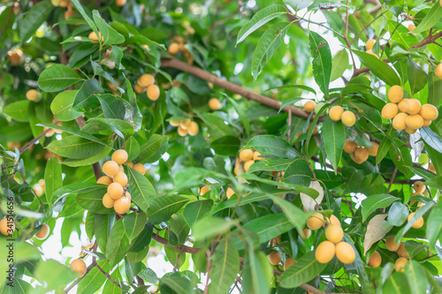 Fotografia Sweet yellow marian plum fruit growing on tree