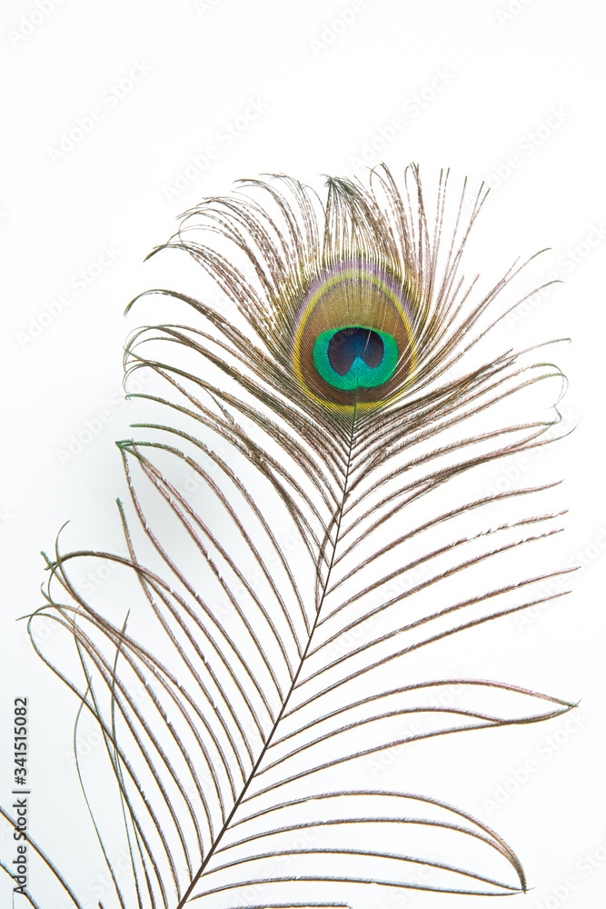 Obraz premium peacock feather isolated on white