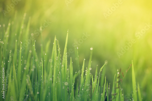 Water drops or Dew drops on the green grass and Boken on sunlight.