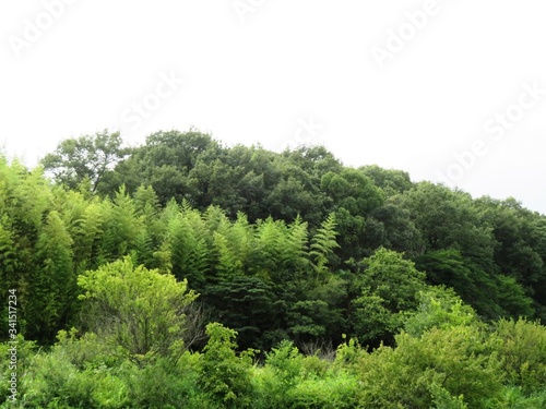 日本の田舎の風景 7月 山の木々 © 史恵 堤