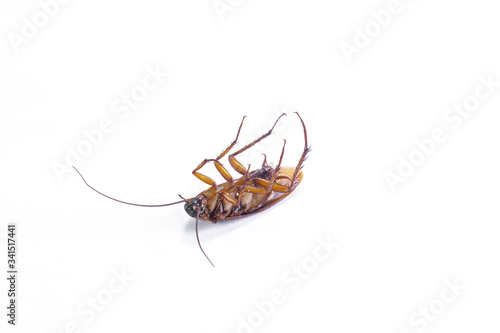 Close up of a cockroach on white background. © MRSUTIN