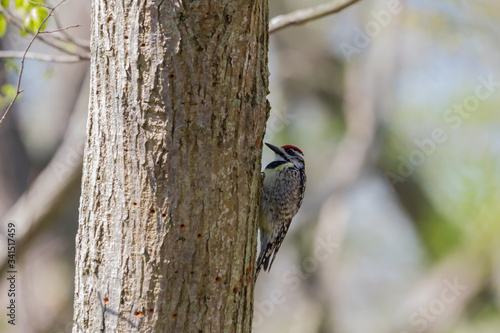 Yellow-bellied Sapsucker clinging to a tree trunk © Paul Roedding