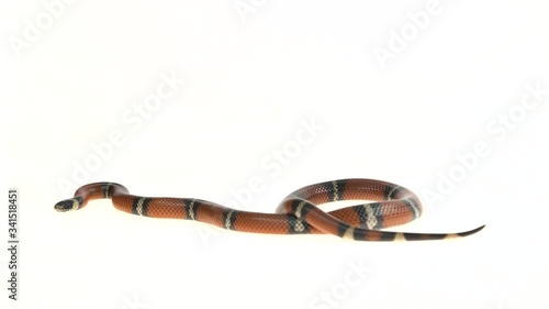 Sinaloan milk snake, Lampropeltis triangulum sinaloae, in front of white background photo