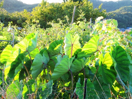 日本の田舎の風景　7月　里芋の葉