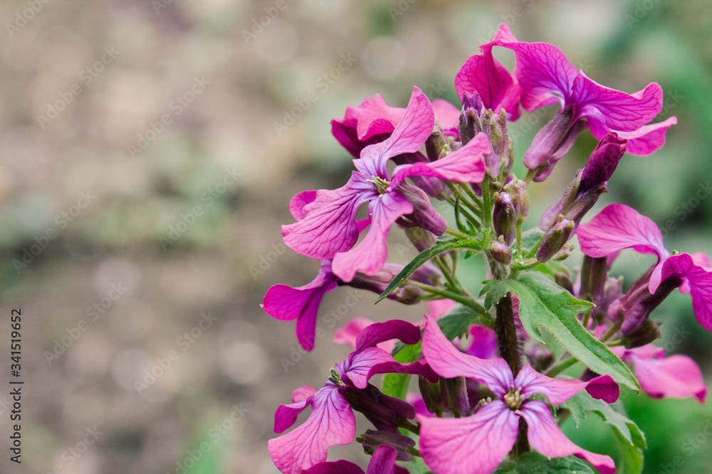 Obraz premium Growing flowers in the country. Decorative picturesque lilac flower in spring in a flower garden on a blurred background.