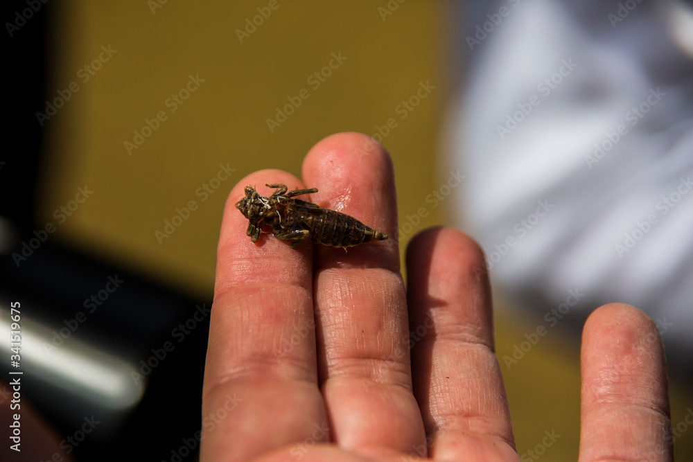 Baby dragonfly in the hands of man in Barcelona, Spain Baby dragonfly in the hands of man in Barcelona, Spain