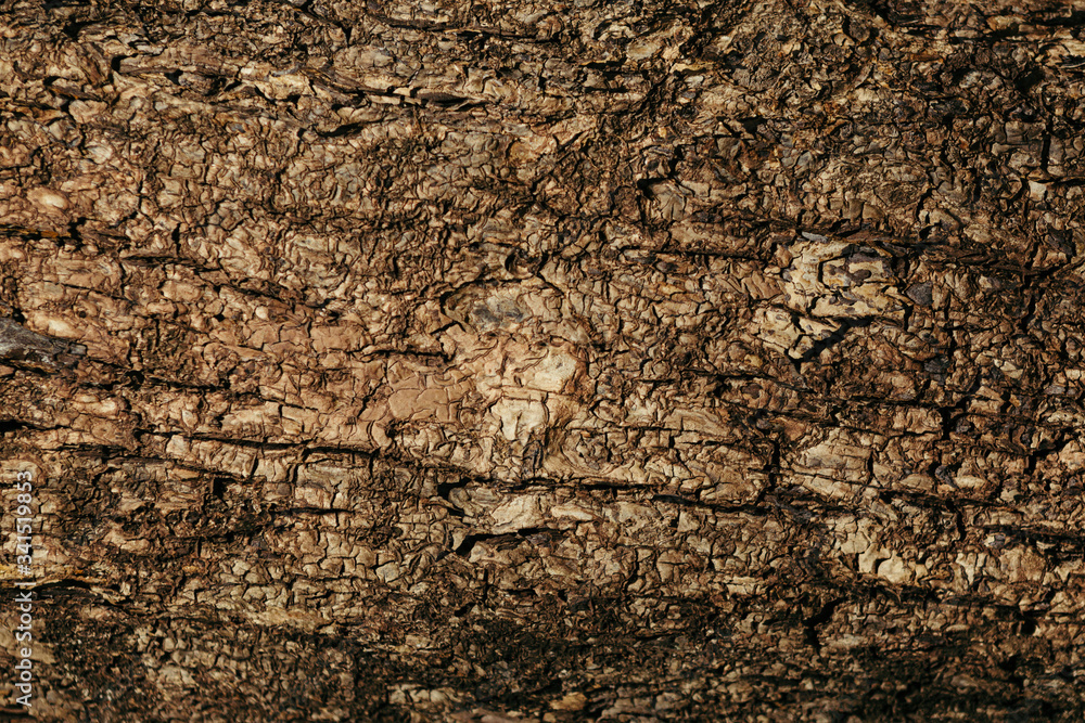 A Hires picture of a natural creation .wood A Hires picture of a natural creation .wood
