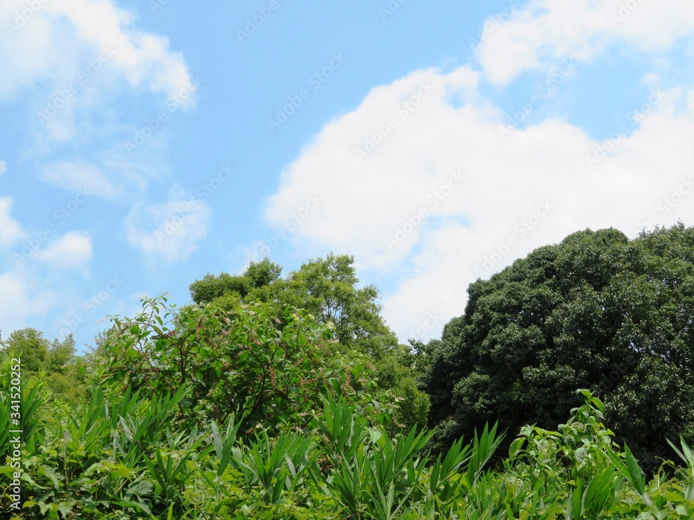 日本の田舎の風景　7月　山の木々　ヤマゴボウ