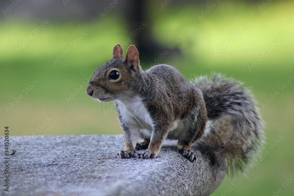 Obraz premium squirrel in the park