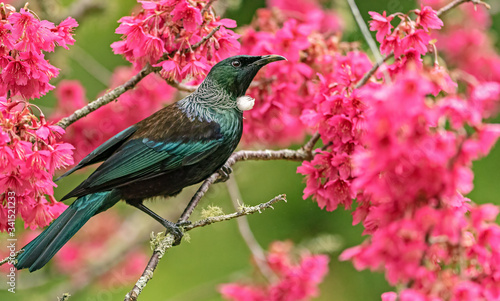 Canvas Print Tūī in springtime