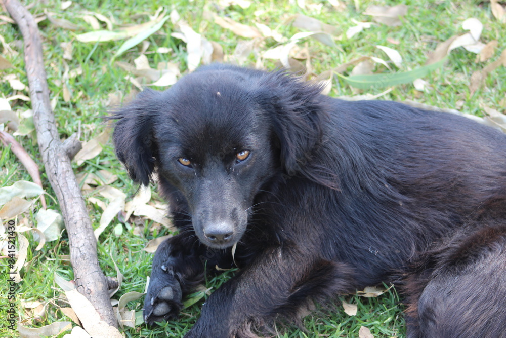 black labrador retriever