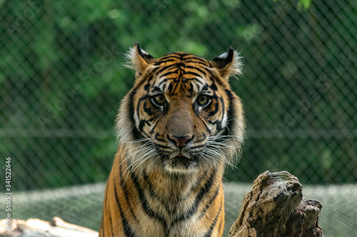 Captive Malayan tiger in a United States zoo. 